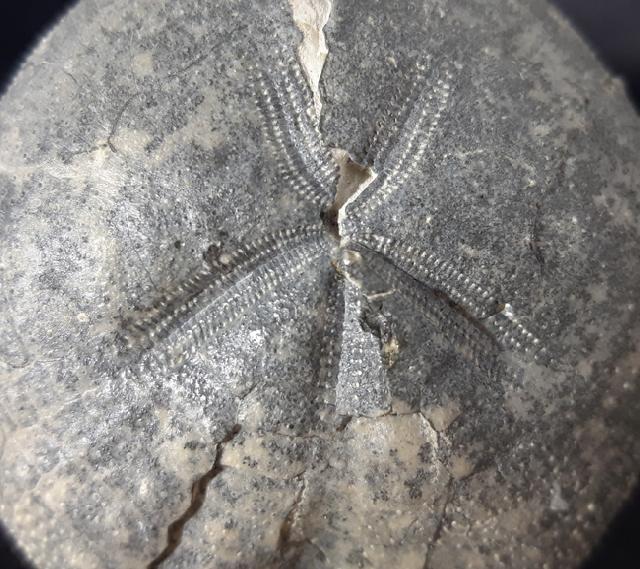 Micraster cf. schroederi STOLLEY 1891 - Bild &copy; FossNet FossilienStore
